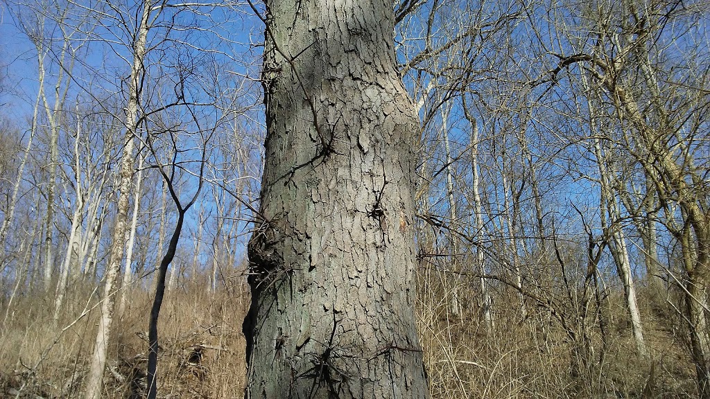 LaBoiteaux Woods Nature Center | 5400 Lanius Ln, Cincinnati, OH 45224, USA | Phone: (513) 542-2909