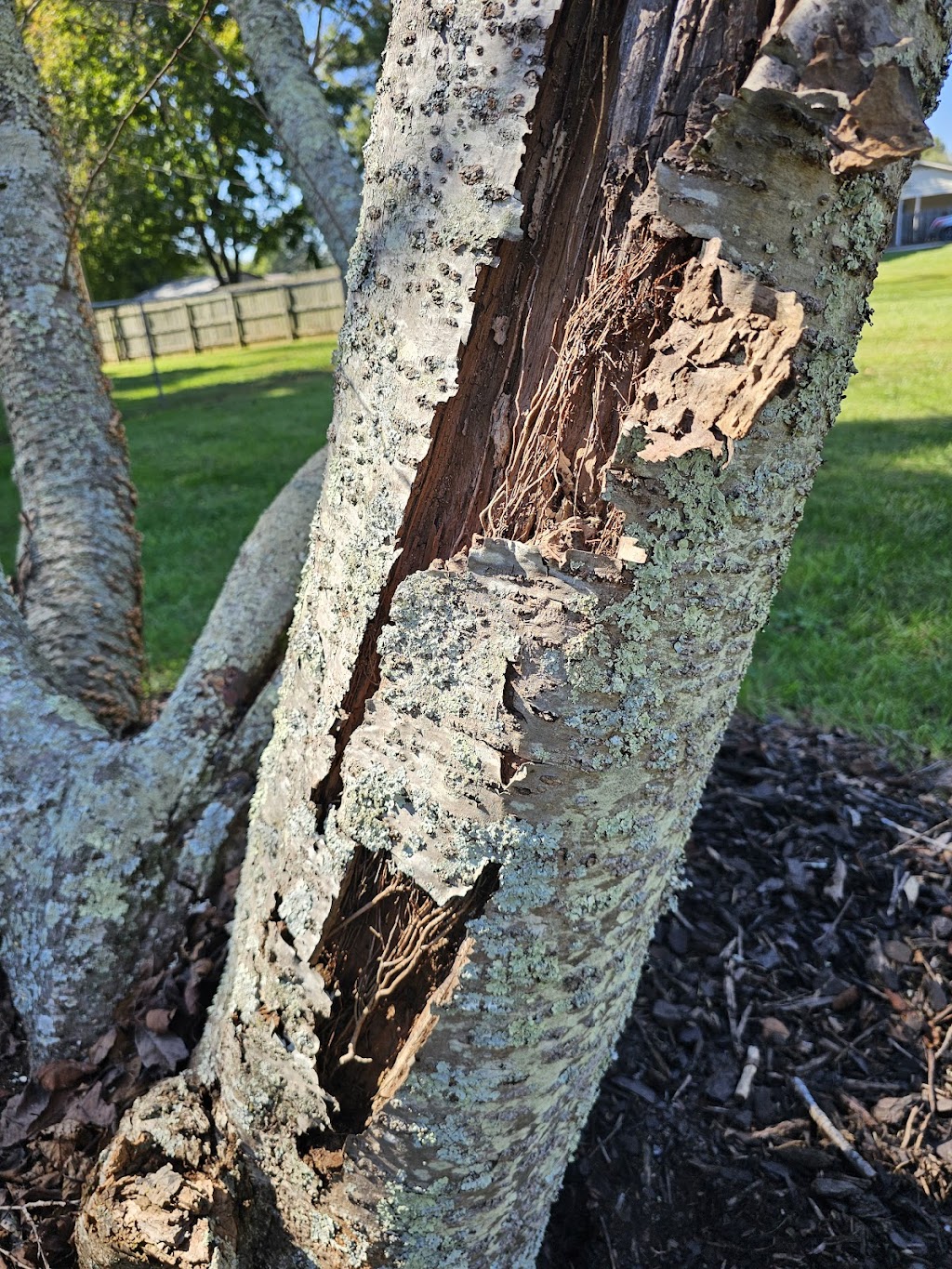 Pennys Tree Service | 3980 Premier Dr, High Point, NC 27265, USA | Phone: (336) 829-4471