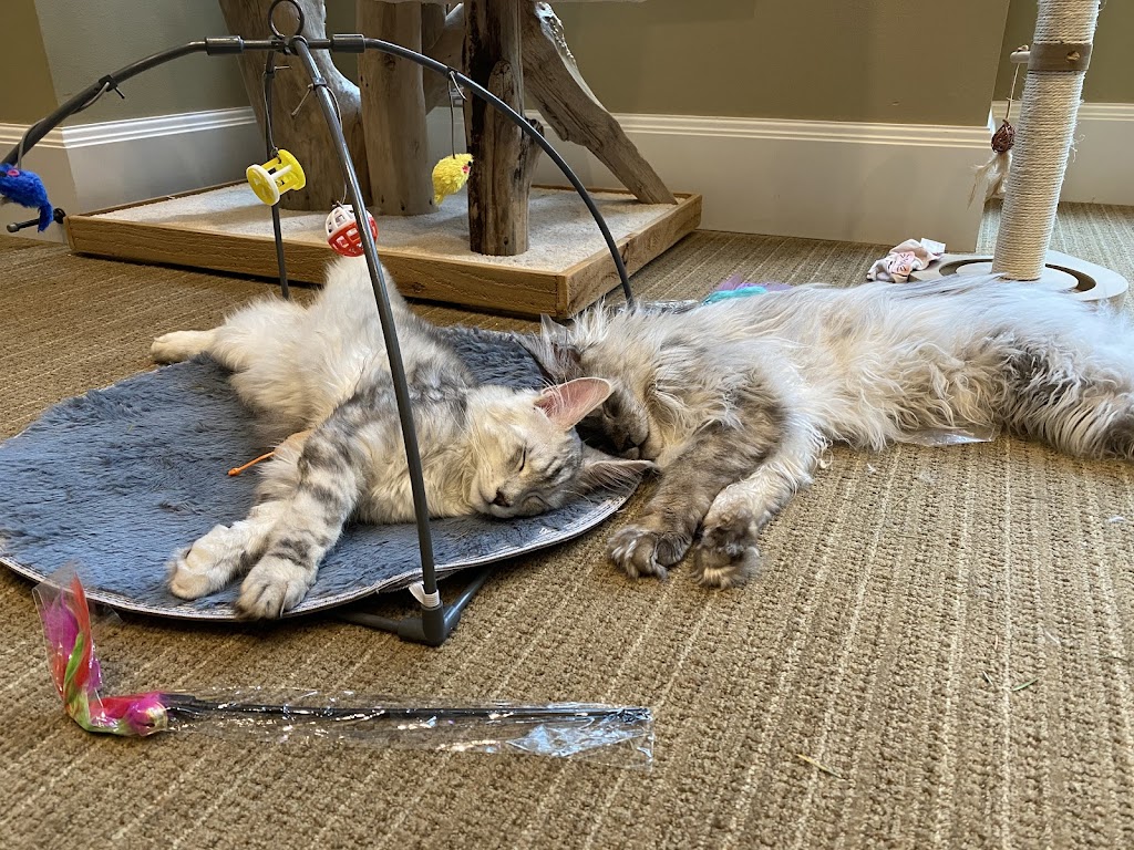 Nordic Coon Maine Coon Cattery | 14320 186th Pl NE, Woodinville, WA 98072, USA | Phone: (425) 260-4287