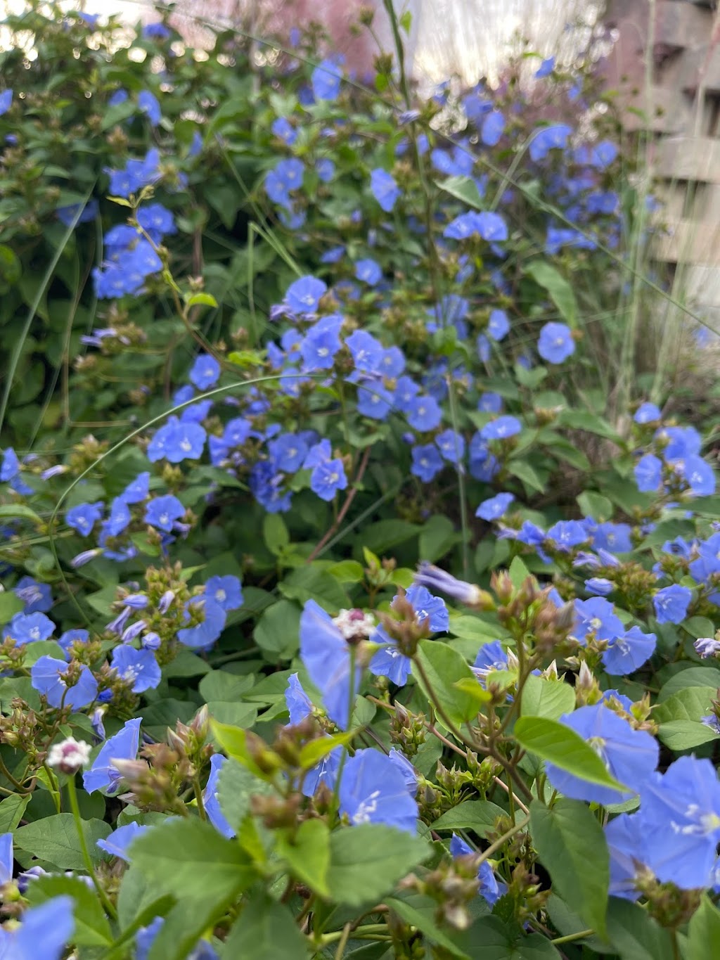 Sakura Dreams Butterfly and Wildlife Habitat | 682 Firestone St NE, Palm Bay, FL 32907, USA | Phone: (760) 237-8180