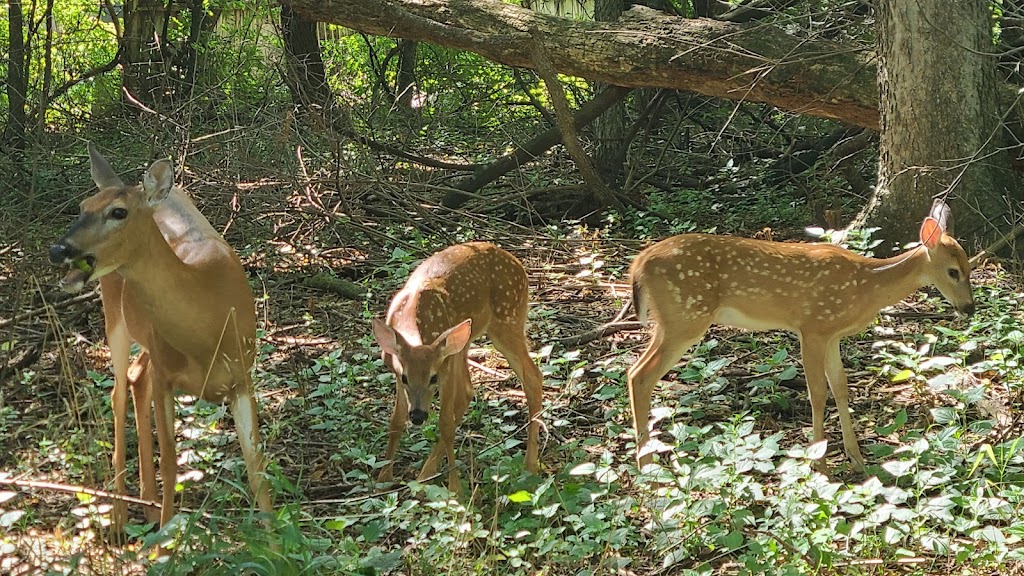 Ernie Miller Park & Nature Center | 909 North, KS-7, Olathe, KS 66061, USA | Phone: (913) 826-2800