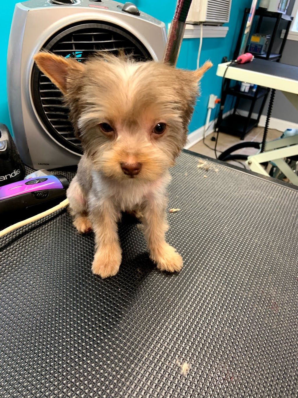 Pet Parlor Pet Grooming ,LLC | 12615 Greenwell Springs Rd, Baton Rouge, LA 70814, USA | Phone: (225) 275-7848