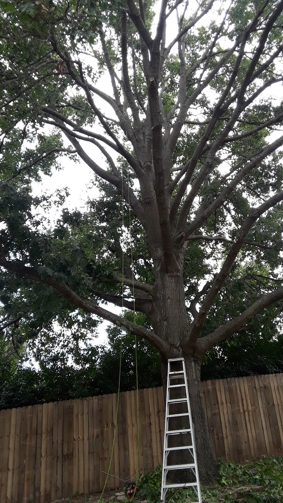 A-Affordable Tree Services | 1226 Benbrook Terrace, Fort Worth, TX 76126, USA | Phone: (800) 715-2713