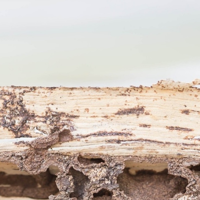 P60 Termite Solutions | 14175 Icot Blvd Suite 100, Clearwater, FL 33760, United States | Phone: (813) 565-7333