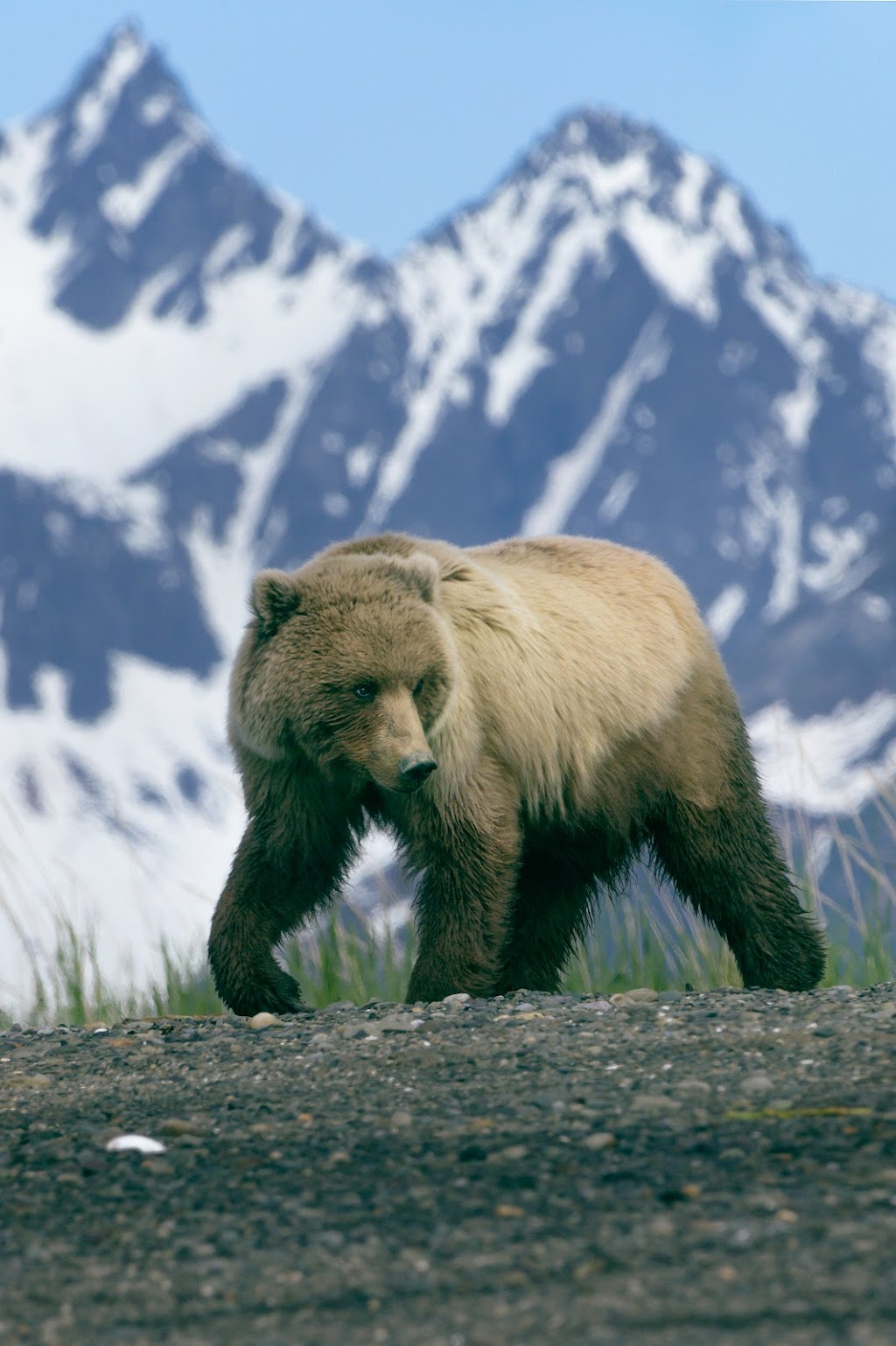 Alaska Bear Expeditions | 4500 Lakeshore Dr, Anchorage, AK 99517, USA | Phone: (320) 522-0997