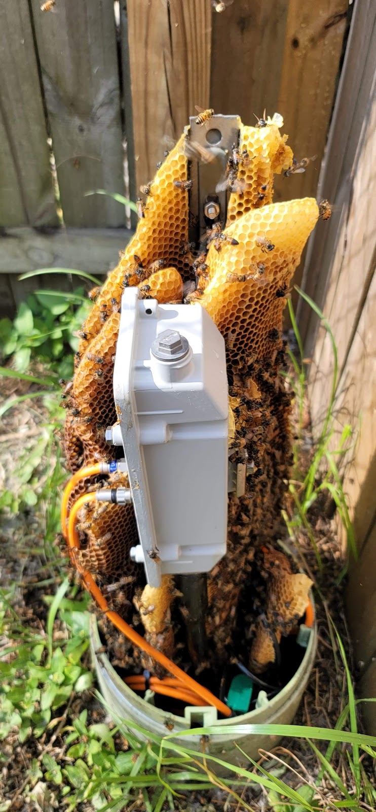 BeeMan Stan Bee Removal | 8306 Porch Ct, Lakeland, FL 33810, USA | Phone: (863) 457-3909