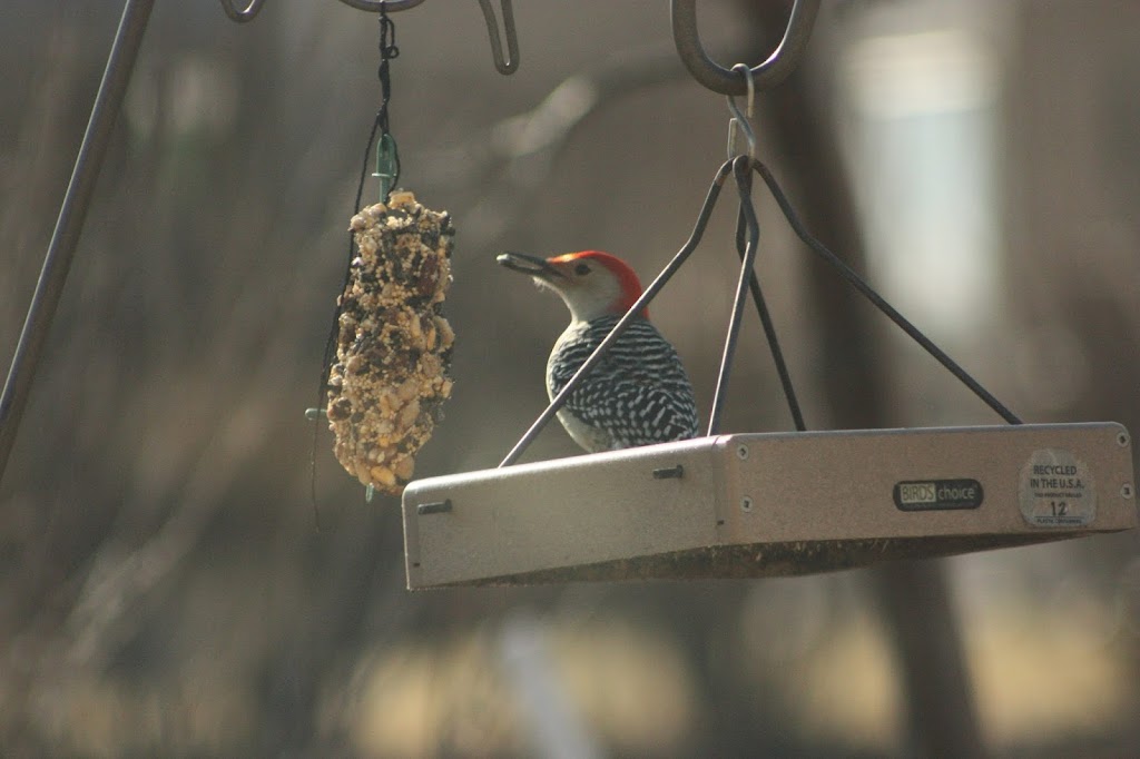 Wild Bird Habitat Store | 16919 Audrey St #120, Omaha, NE 68136, USA | Phone: (402) 504-4450