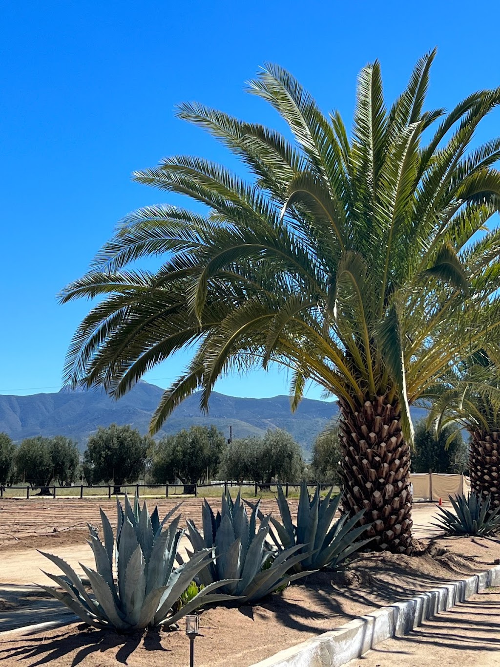 El Cielo Bodega Vinícola | Carretera Guadalupe - El Tigre Parcela 118, Km. 7.5 Valle de Guadalupe Valle de Guadalupe, 22755 Ensenada, B.C., Mexico | Phone: 646 151 6515