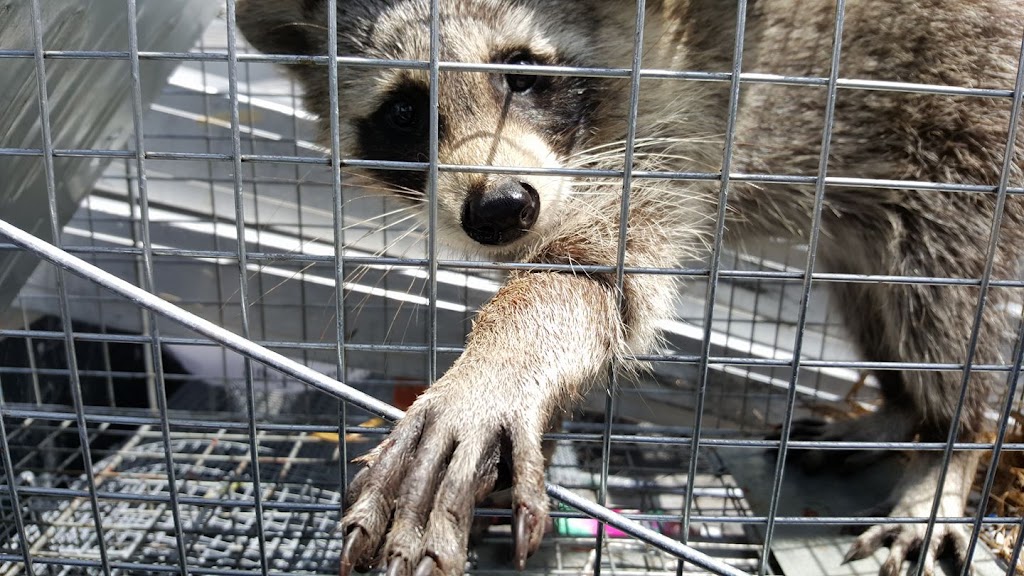 Wildlife Trapping Professionals | 16230 W 163rd St, Lockport, IL 60441, USA | Phone: (815) 513-0590