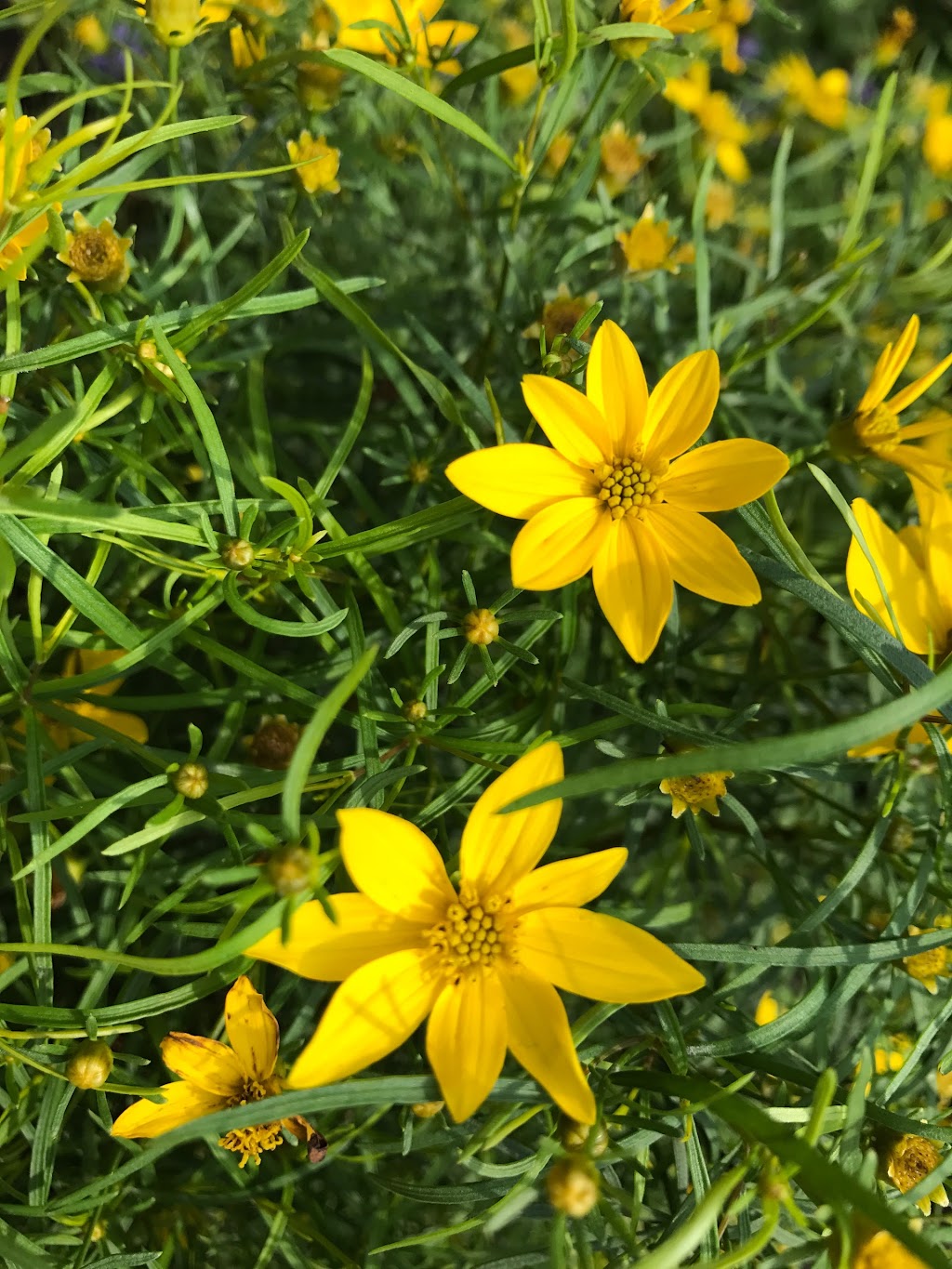 Pilgrim Labyrinth & Butterfly Garden | 3700 Gillham Rd, Kansas City, MO 64111, USA | Phone: (816) 753-6719