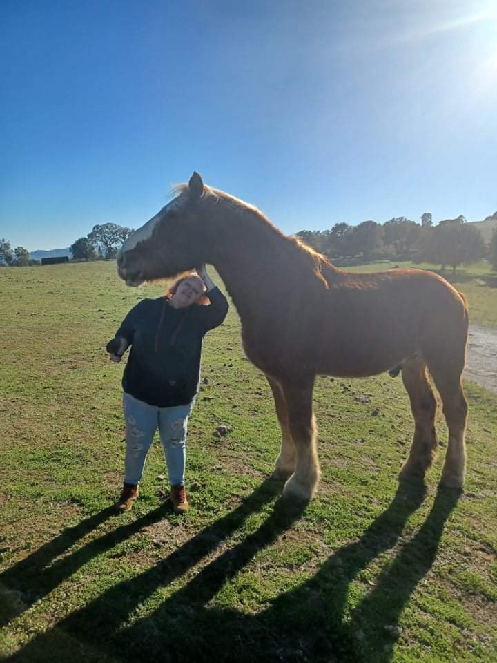 Laughton Ranch Horse Boarding, Riding Lessons and Horse Training | 90 Clinton Rd, Jackson, CA 95642, USA | Phone: (209) 419-2000