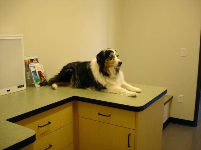 Settlers Park Veterinary Hospital | 3220 N Meridian Rd, Meridian, ID 83646, USA | Phone: (208) 855-9500