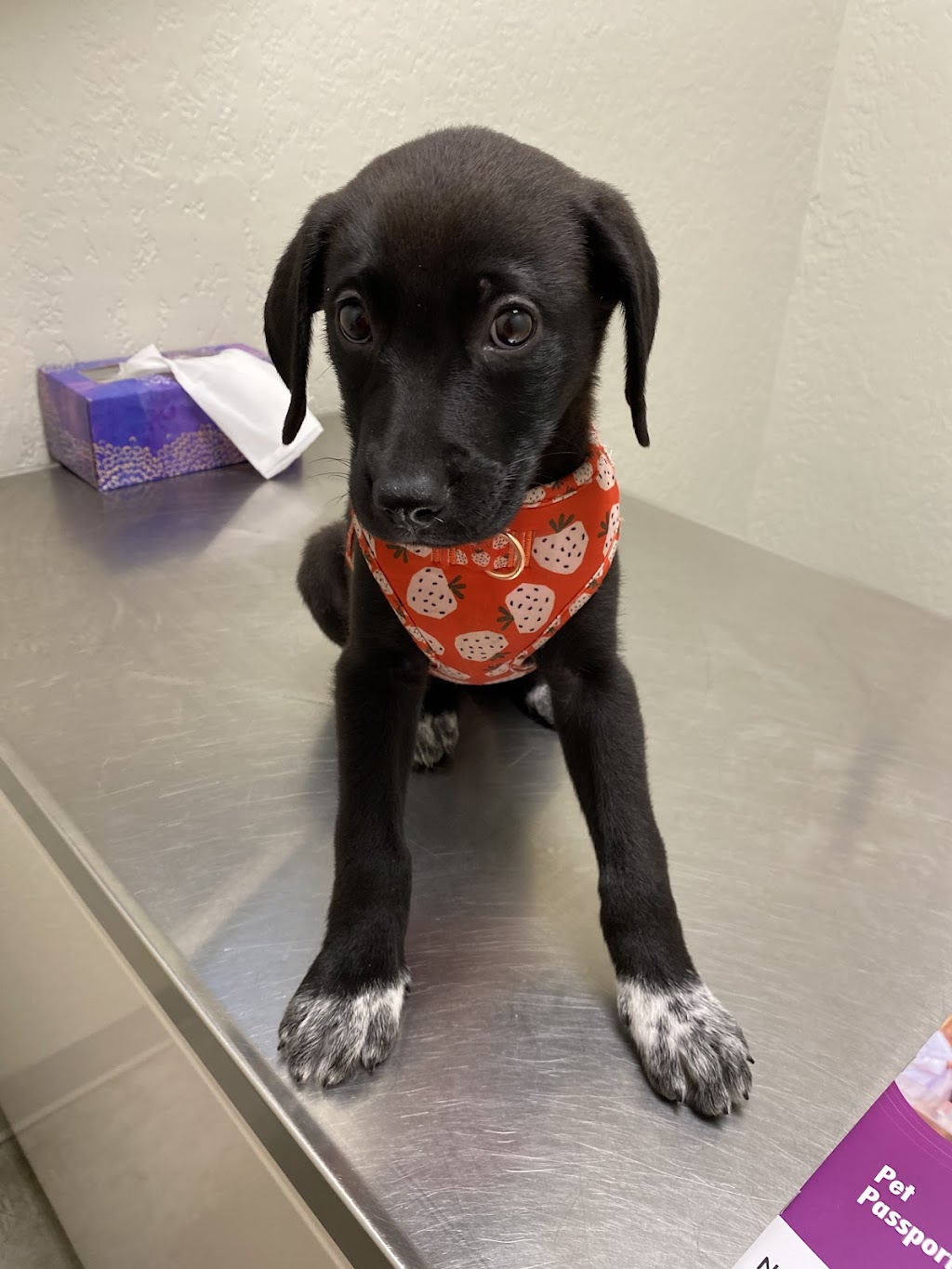 Montevallo Animal Clinic: Parker Sam DVM | 3872 AL-25, Montevallo, AL 35115, USA | Phone: (205) 665-4625