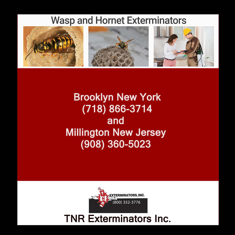 TNR Exterminators | 17 Rolling Hill Dr, Millington, NJ 07946, USA | Phone: (718) 338-2526