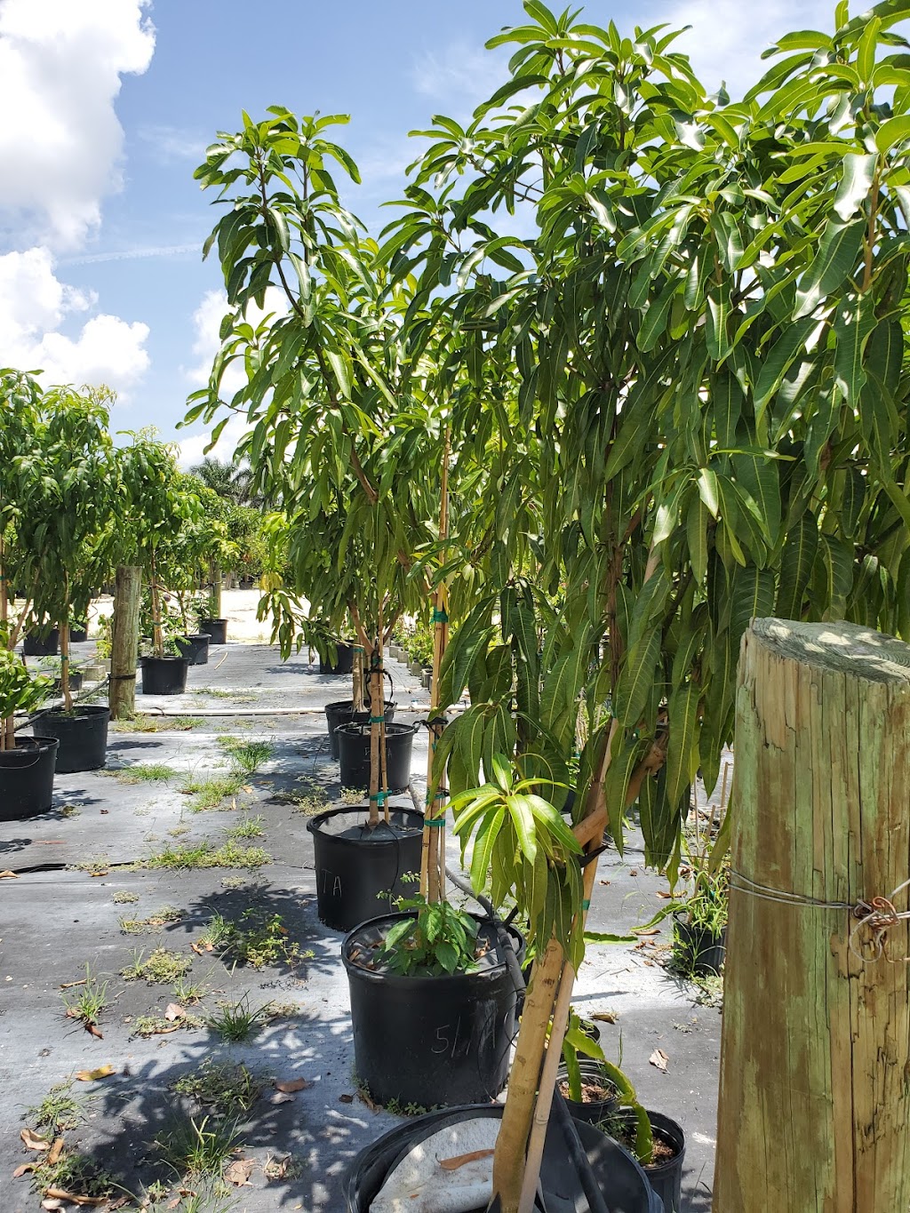 Als Fruit Trees LLC | 14000 SW 182 Ave, Miami, FL 33196, USA | Phone: (786) 351-1521