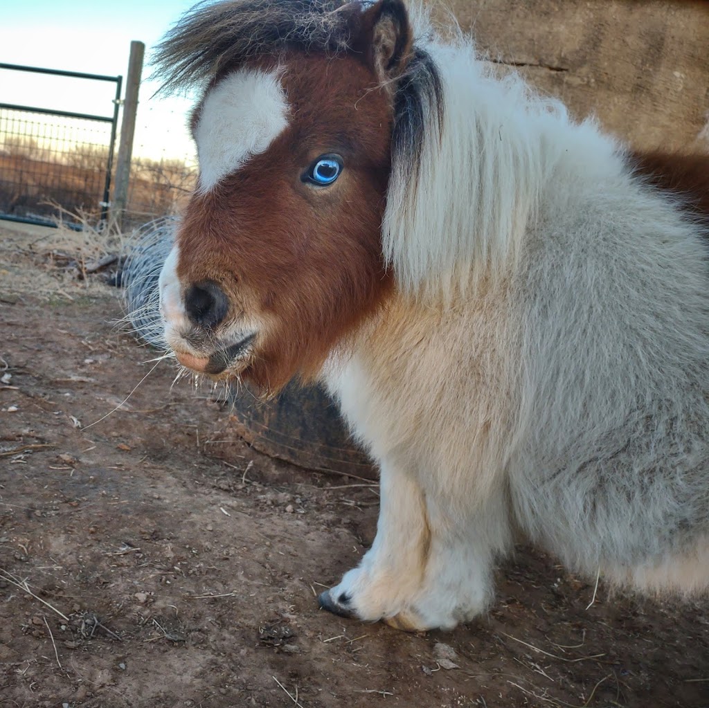 Noble Equine Veterinary Services | 23373 OK-39, Purcell, OK 73080, USA | Phone: (405) 550-3798