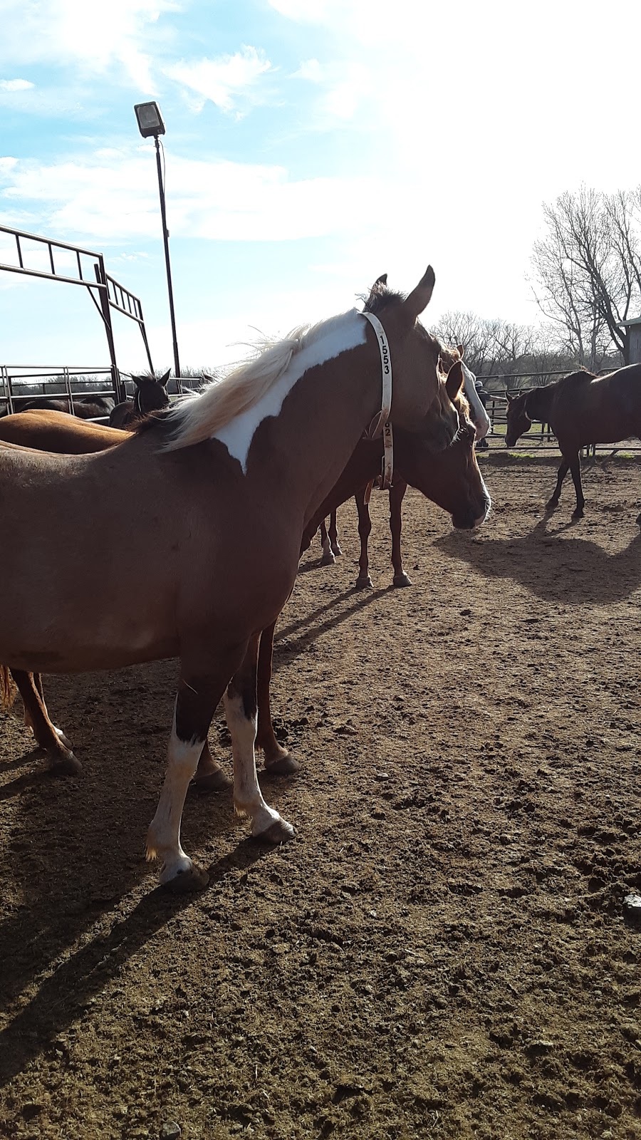 Noble Equine Veterinary Services | 23373 OK-39, Purcell, OK 73080, USA | Phone: (405) 550-3798