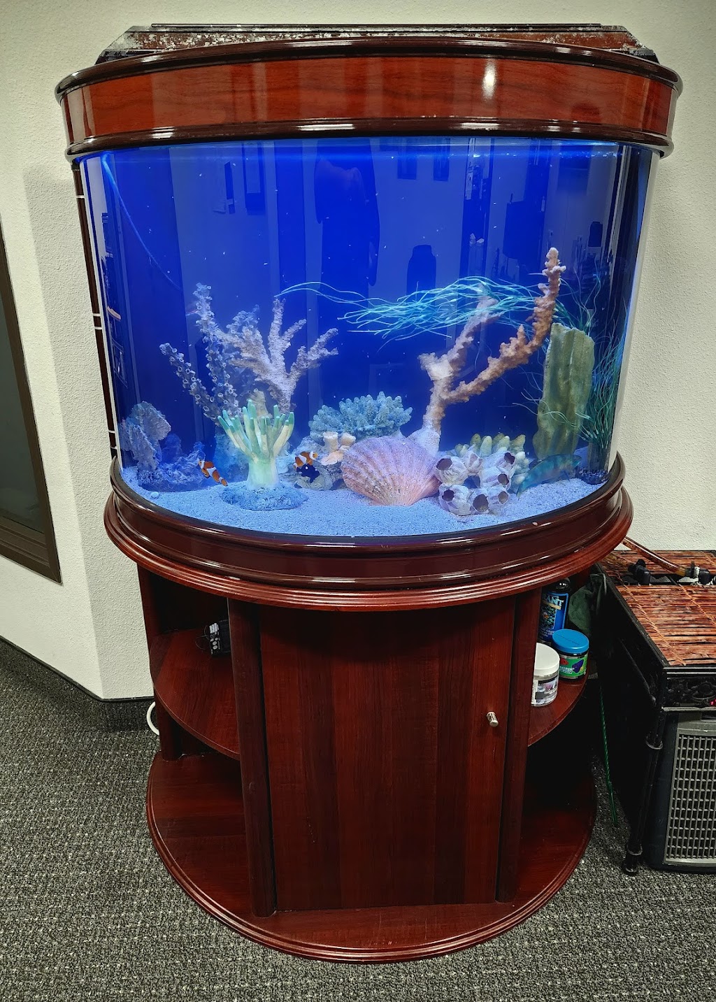 Majestic aquarium services | 11922 Mac Murray St, Garden Grove, CA 92841, USA | Phone: (714) 697-1350