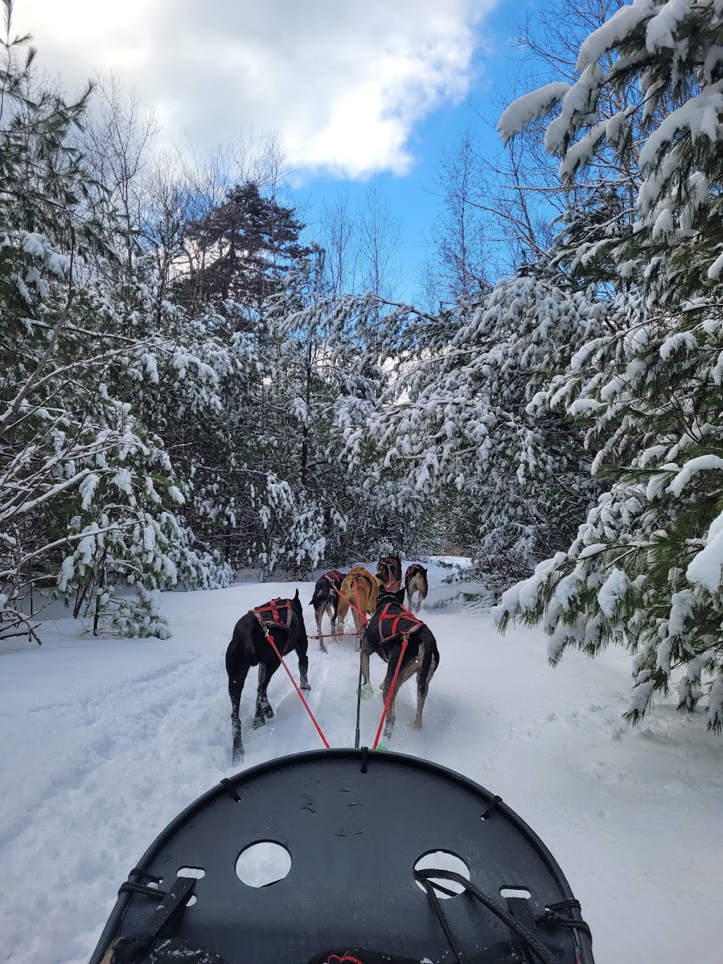 Ultimate Dog Sledding Experience | 65 Main St, Oxford, ME 04270, USA | Phone: (207) 890-4393