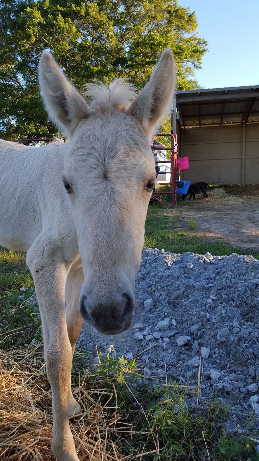 C 2 it Equine Therapy Ranch | 3231 Lenora Church Rd, Snellville, GA 30039 | Phone: (404) 731-2143