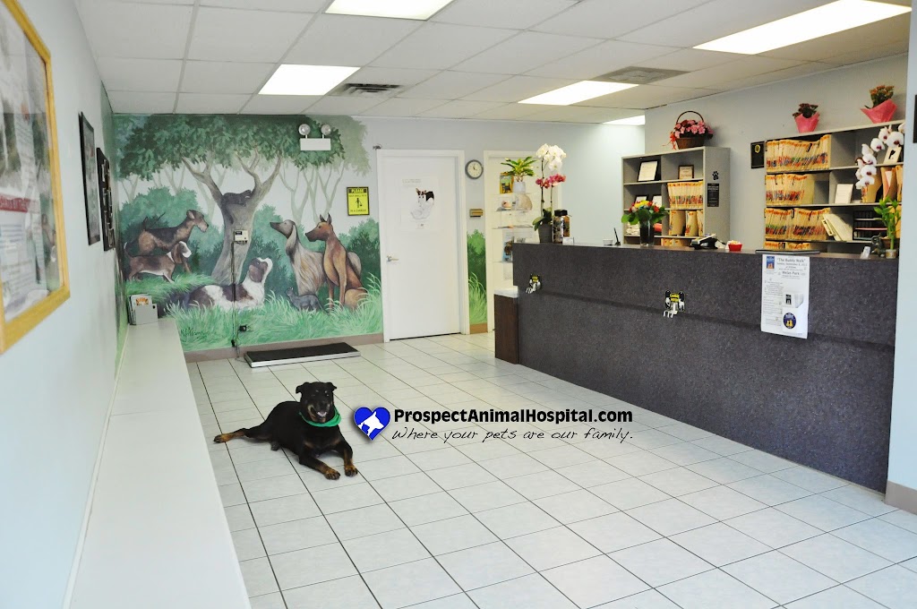 Prospect Animal Hospital | 2326 E Rand Rd, Arlington Heights, IL 60004, USA | Phone: (847) 253-8351