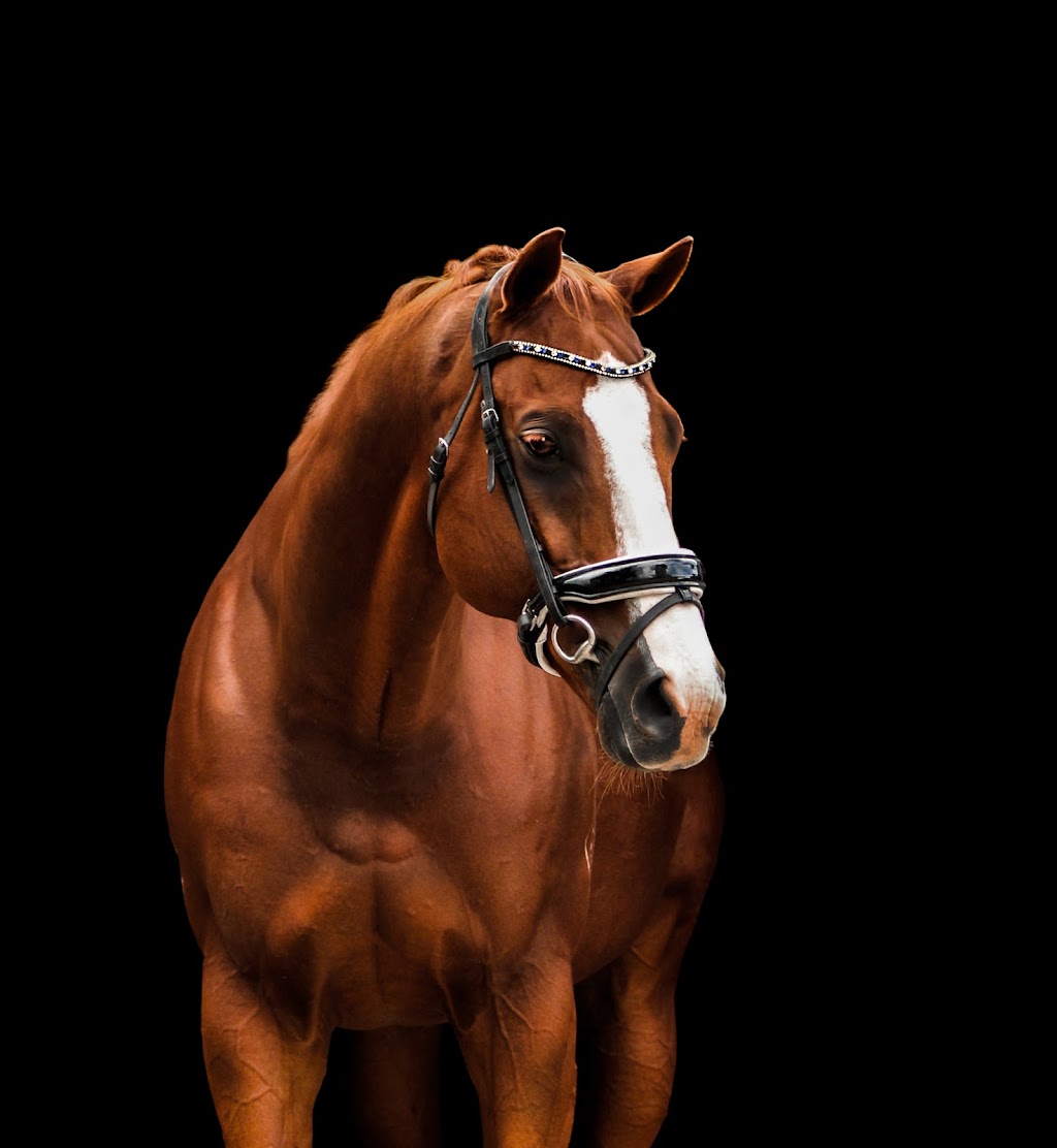 Dapper Horse | 66 Fields Ln Suite B, Brewster, NY 10509 | Phone: (845) 287-0004