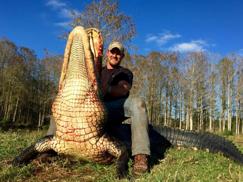 ALLIGATOR HUNTING IN FLORIDA | Fish Branch Rd, Zolfo Springs, FL 33890, USA | Phone: (863) 417-9930