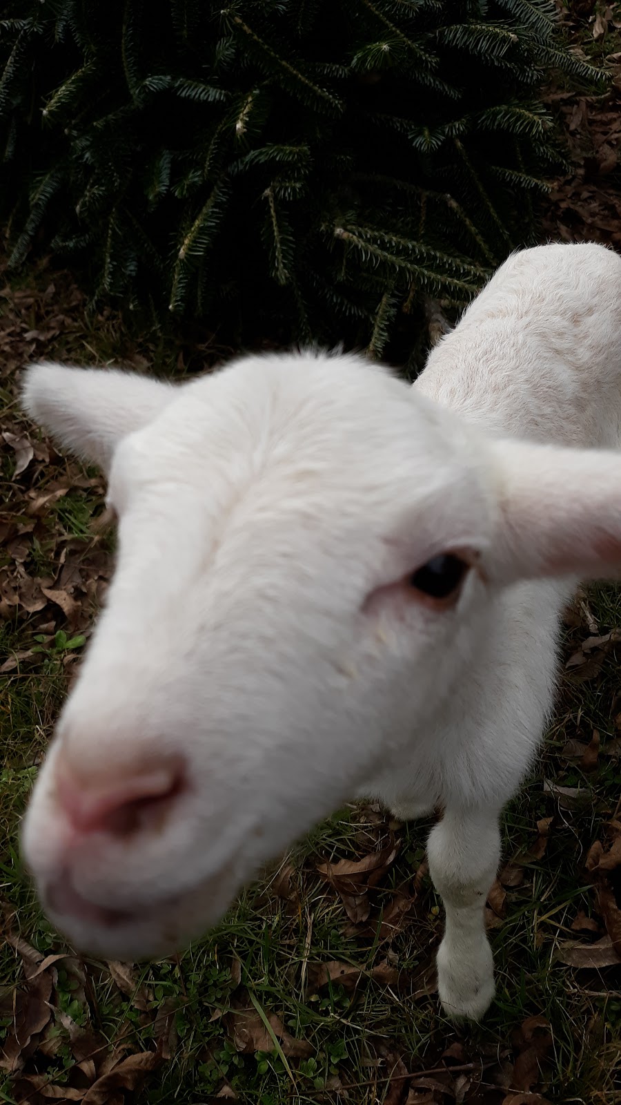 Bull City Farm | 5315 Isham Chambers Rd, Rougemont, NC 27572, USA | Phone: (919) 477-6684
