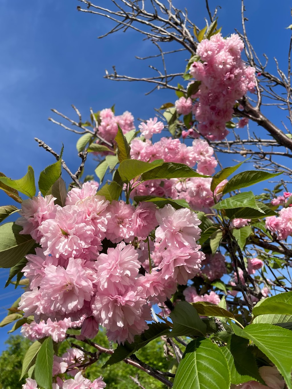 Raleigh Linear Park | 6108 Raleigh Rd, San Jose, CA 95123, USA | Phone: (408) 535-3570