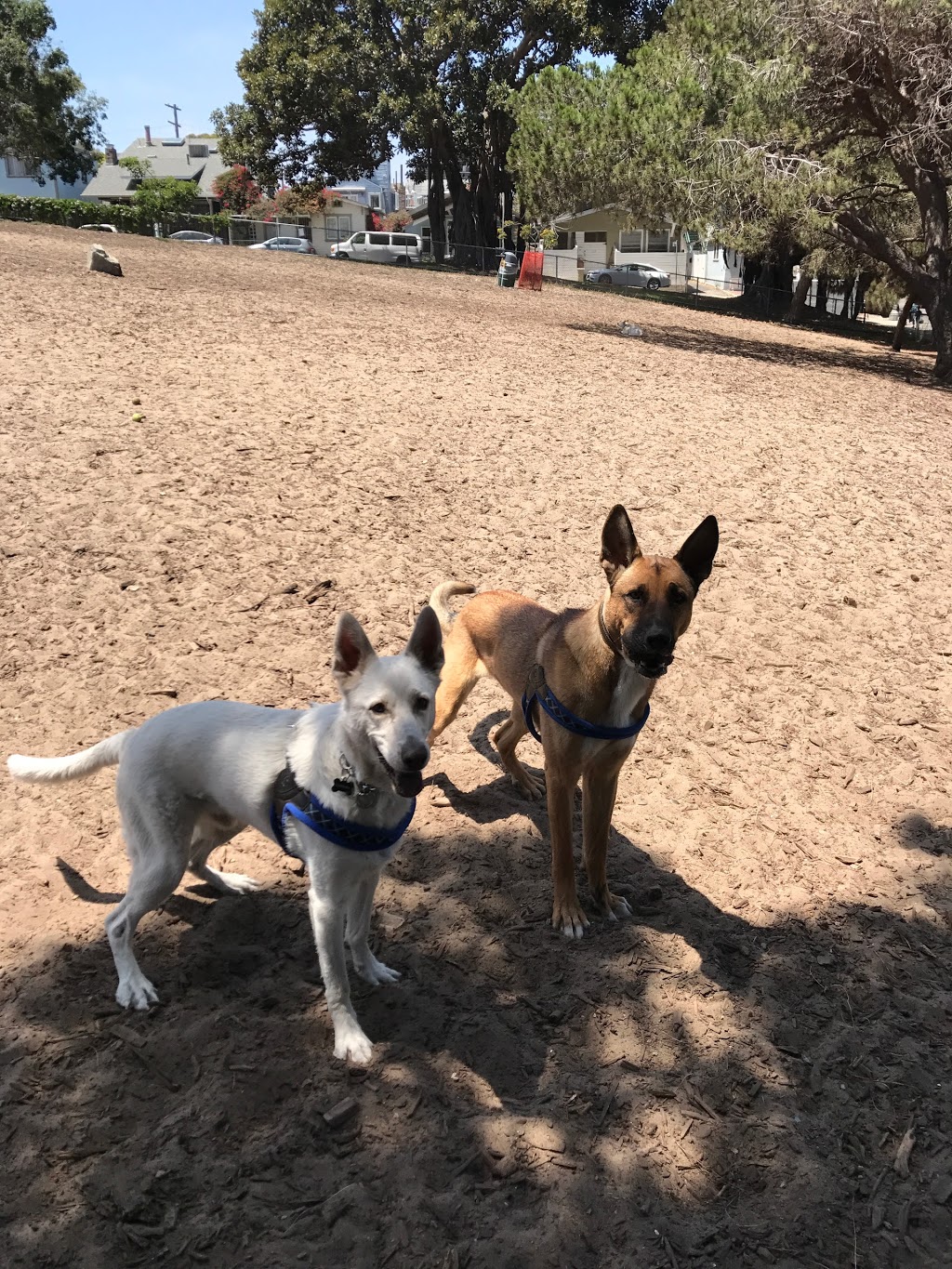 Westminster Off-Leash Park | 1234 Pacific Ave, Venice, CA 90291, USA | Phone: (310) 301-1550