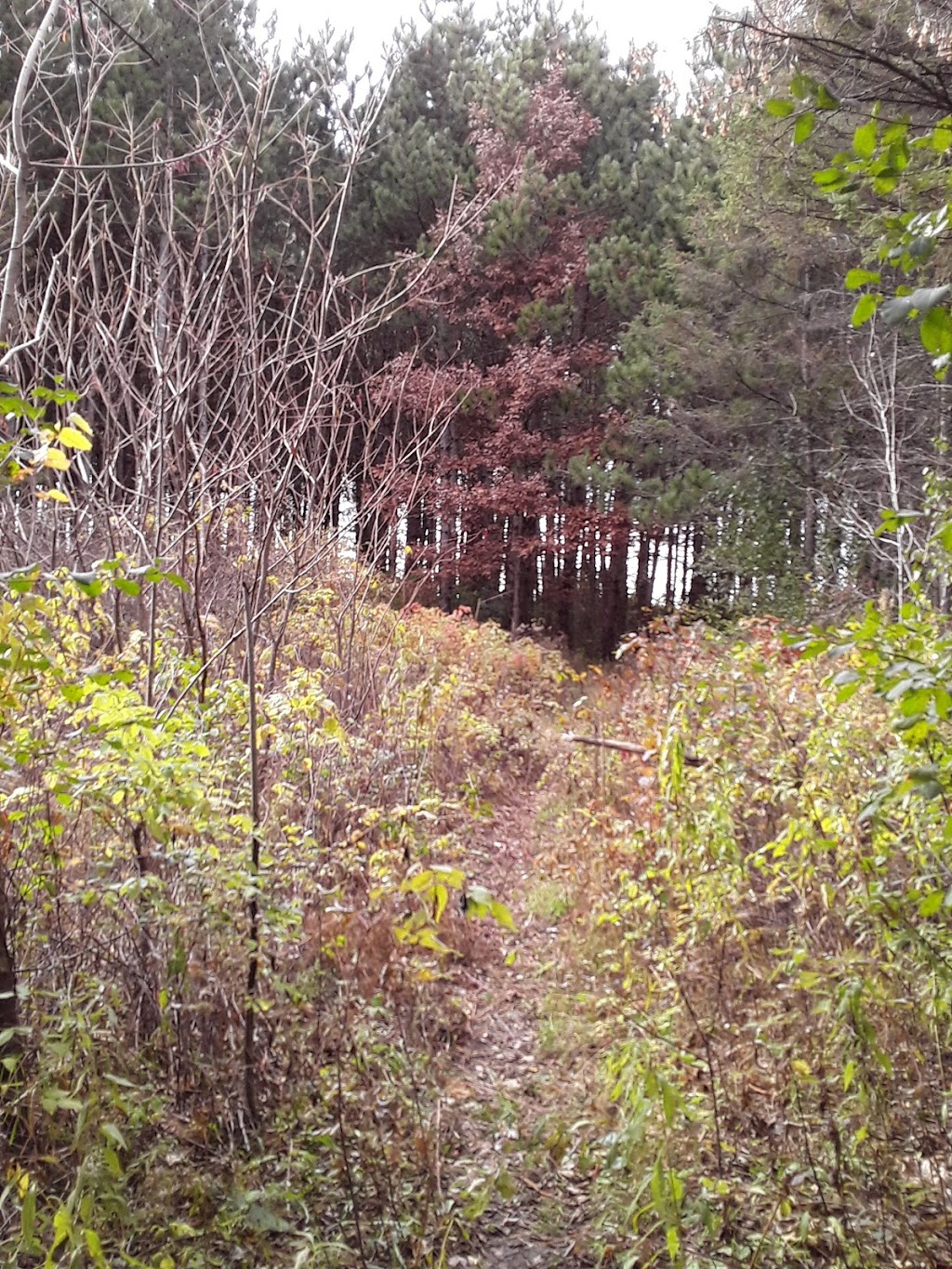 Franconia Bluffs Scientific and Natural Area (SNA) | MN-95, Shafer, MN 55074, USA | Phone: (651) 259-5800