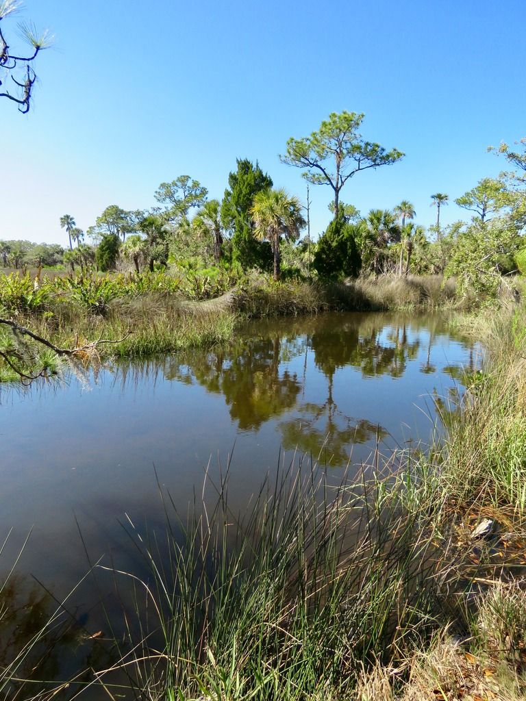 Werner-Boyce State Park Scenic Dr Trail Head | 10333 Scenic Dr, Port Richey, FL 34668, USA | Phone: (727) 816-1890