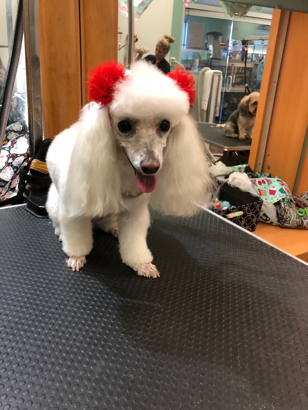 Pet Envy Grooming & Boutique | 5121 W Goshen Ave, Visalia, CA 93291, USA | Phone: (559) 741-1442