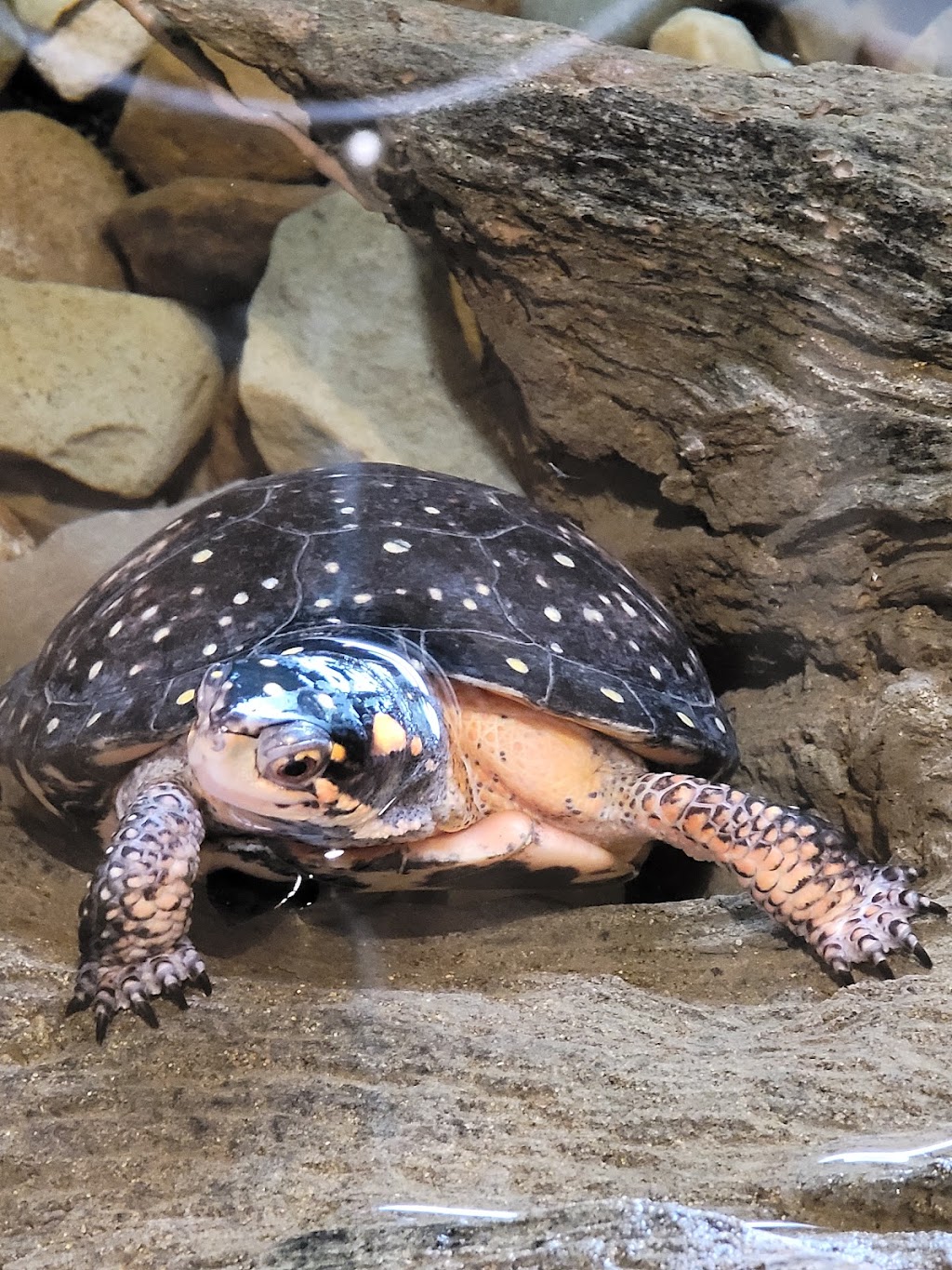 Wildlife Conservation Center | 800 Genoa Ave NW, Massillon, OH 44646, USA | Phone: (330) 477-0448