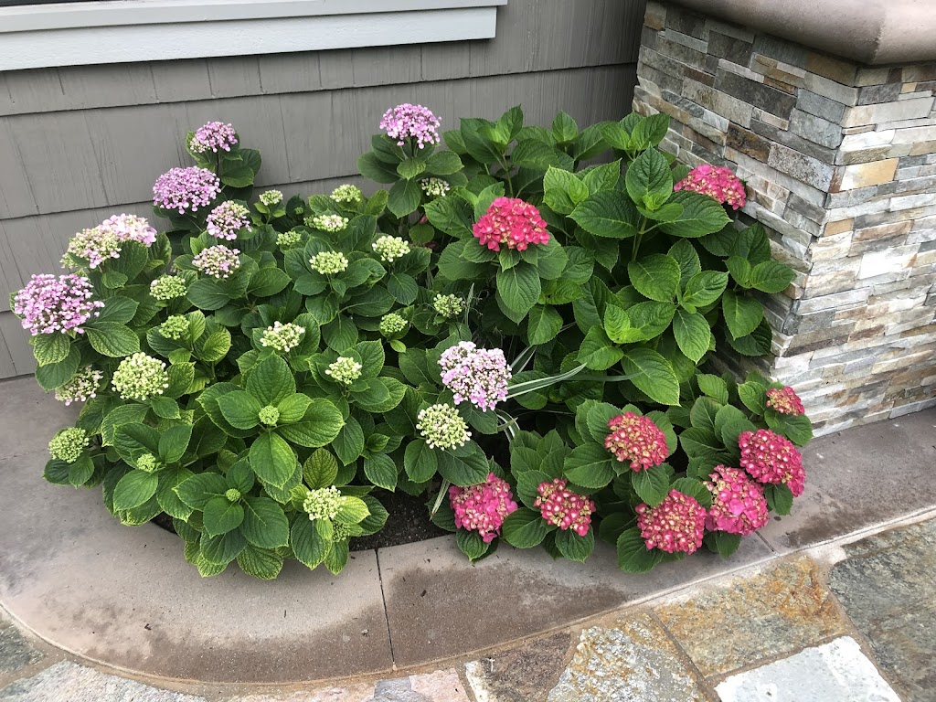 Felix landscaping & trees service maintenance | 870 Reeves Pl, Pomona, CA 91767, USA | Phone: (714) 866-1782