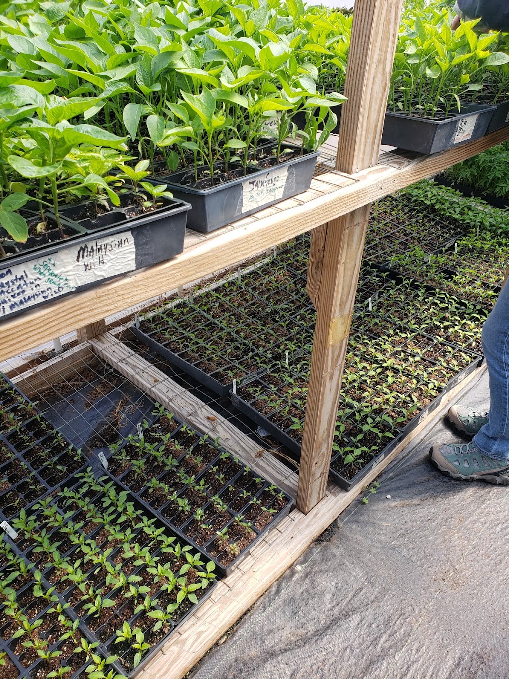 Hamms Greenhouse | 136 Flat Rock Church Rd, Louisburg, NC 27549, USA | Phone: (919) 946-4945