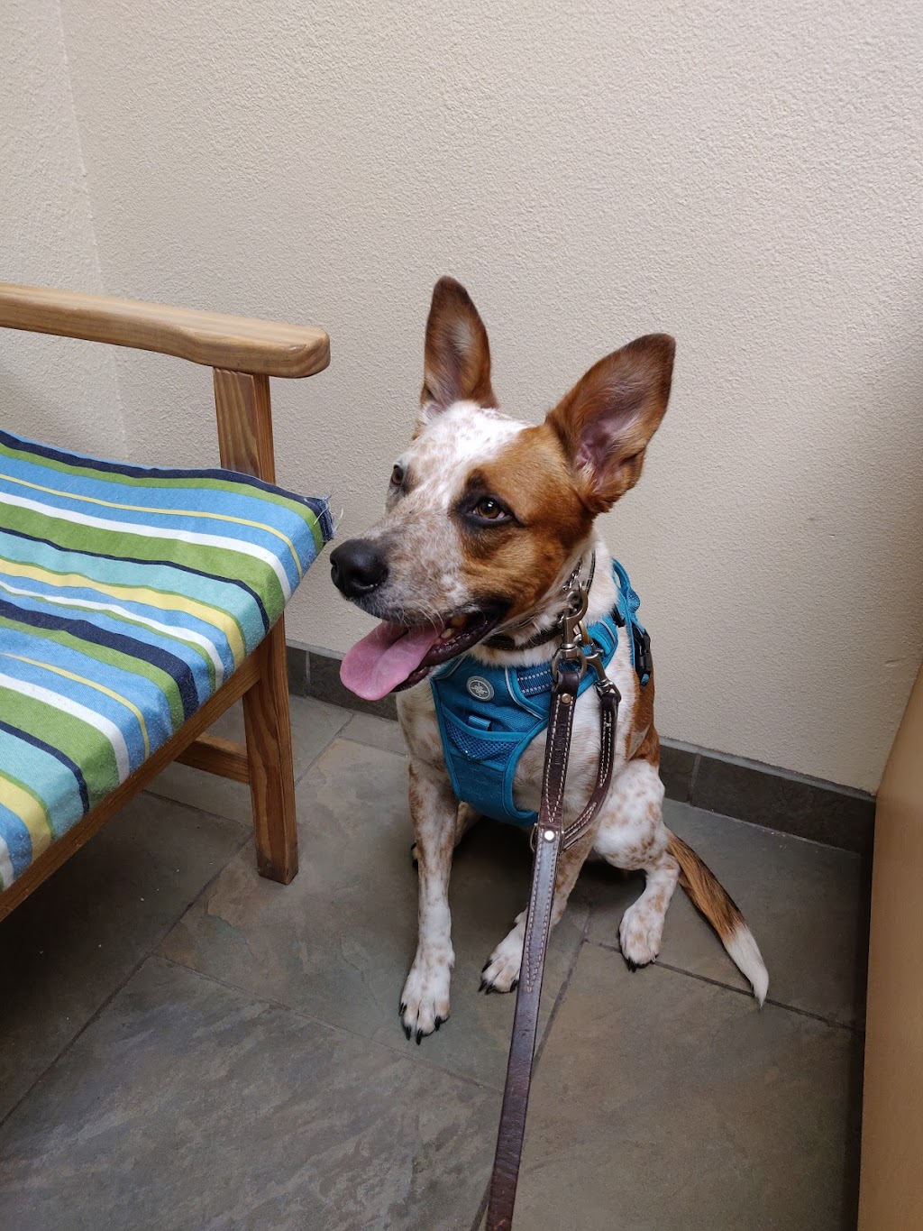 Centennial Animal Hospital | 6870 Centennial Blvd, Colorado Springs, CO 80919, USA | Phone: (719) 528-1693