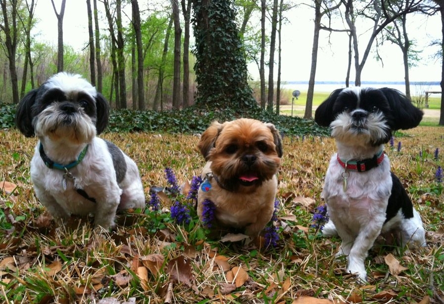 Wills Point Veterinary Clinic | 1209 W Park Dr, Wills Point, TX 75169, USA | Phone: (903) 873-9132