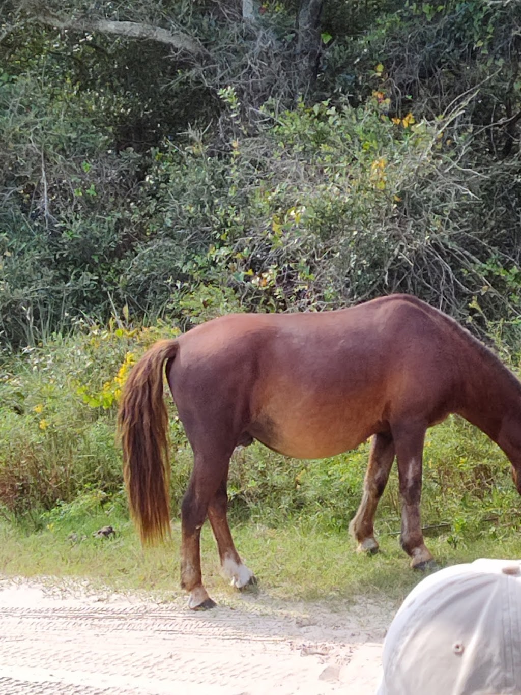 Carova Beach Park & Boat Ramp | 2100 Ocean Pearl Rd, Corolla, NC 27927, USA | Phone: (252) 232-3007