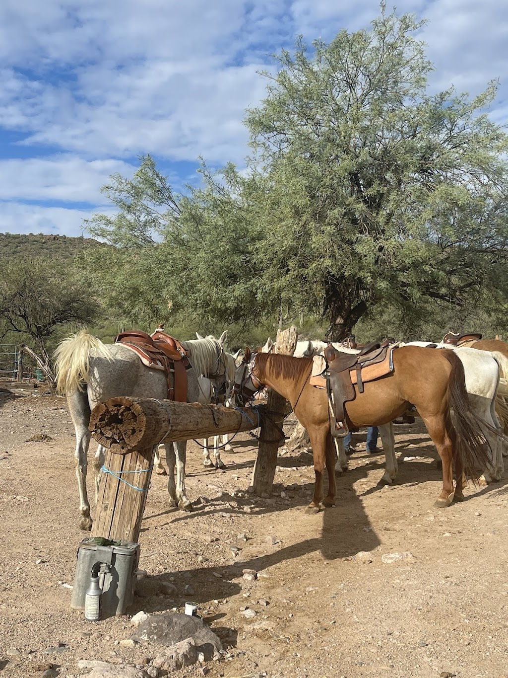 Bettys Trail Rides | Castle Hot Spring Rd, Morristown, AZ 85342, USA | Phone: (928) 925-2488