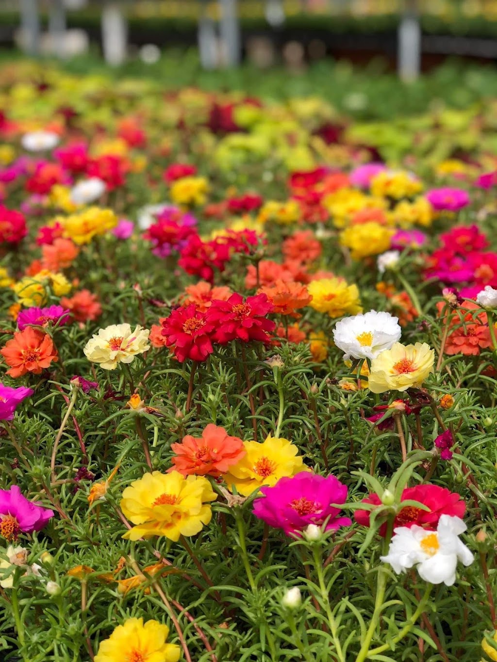 Premier Nursery | 1501 Airport Fwy, Euless, TX 76040, USA | Phone: (817) 685-0932