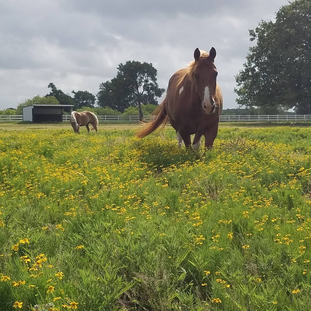 White Fences Equestrian Center | 10908 Jones Rd, Manor, TX 78653, USA | Phone: (512) 865-8281