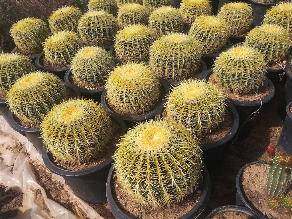 Silvers Cactus Nursery | 28826 213th Ave, Wittmann, AZ 85361, USA | Phone: (602) 486-3113