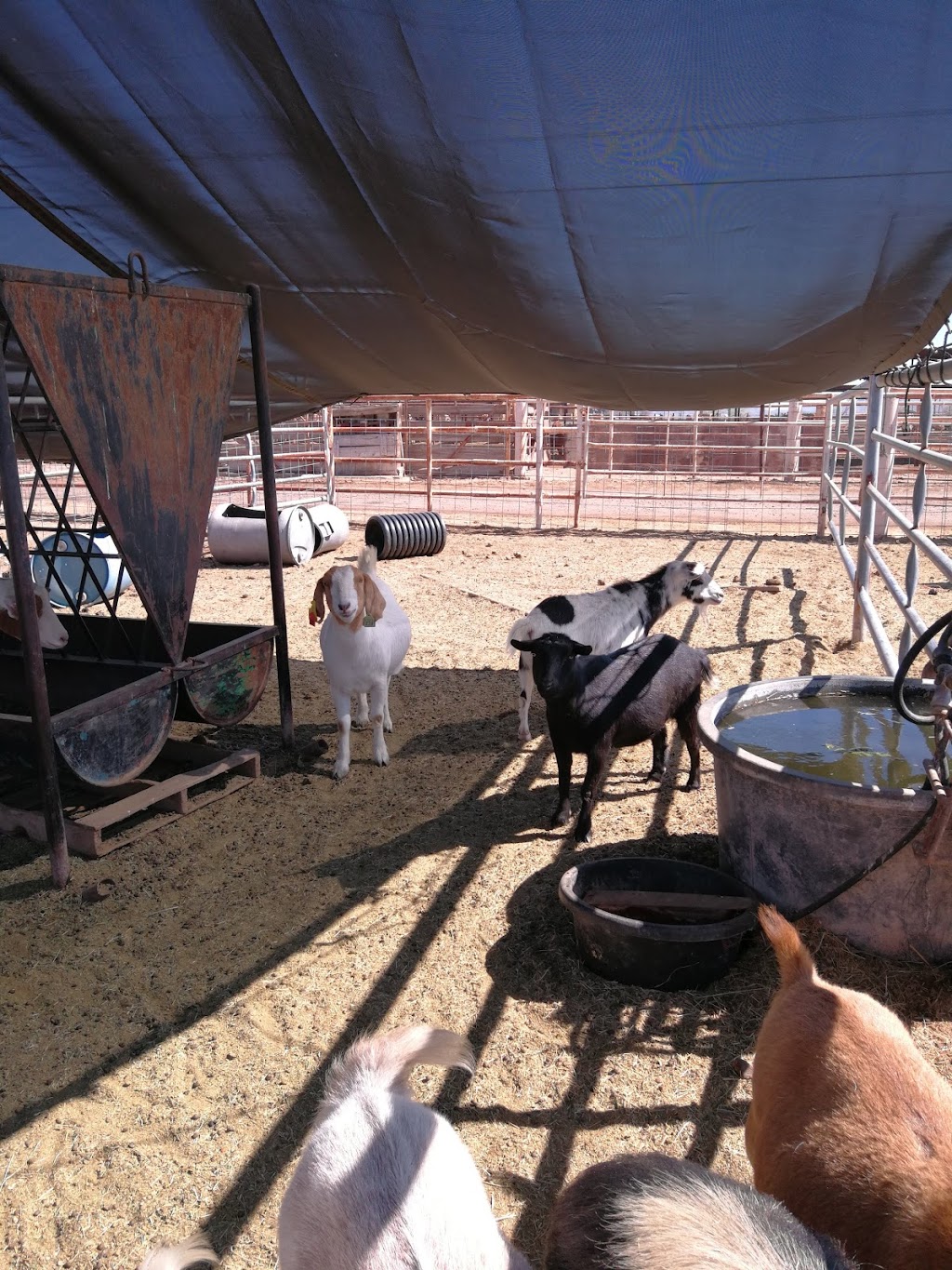 Bales Hay Farm & Ranch Feed Store | 20600 W Beloat Rd, Buckeye, AZ 85326, USA | Phone: (623) 386-2988