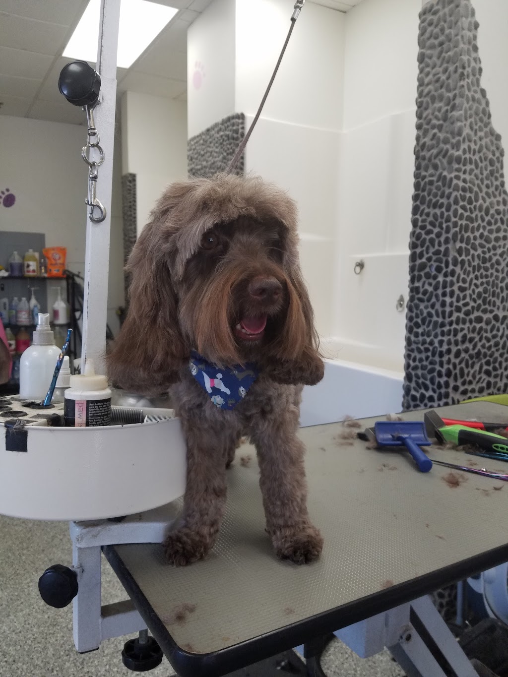 OC Grooming & Pet Spa | 801 Via Suerte #101, San Clemente, CA 92673, USA | Phone: (949) 391-7297