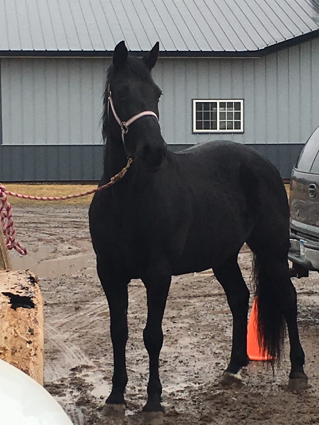 Sunrise Equine Veterinary Services | 39318 Poor Farm Rd, North Branch, MN 55056, USA | Phone: (651) 583-2162