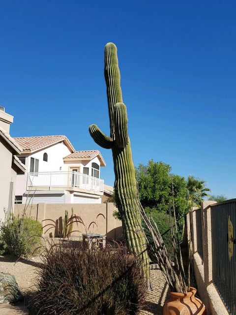 AZ Cactus Experts | 3030 N 35th Ave Suite 126, Phoenix, AZ 85017, USA | Phone: (602) 413-5920