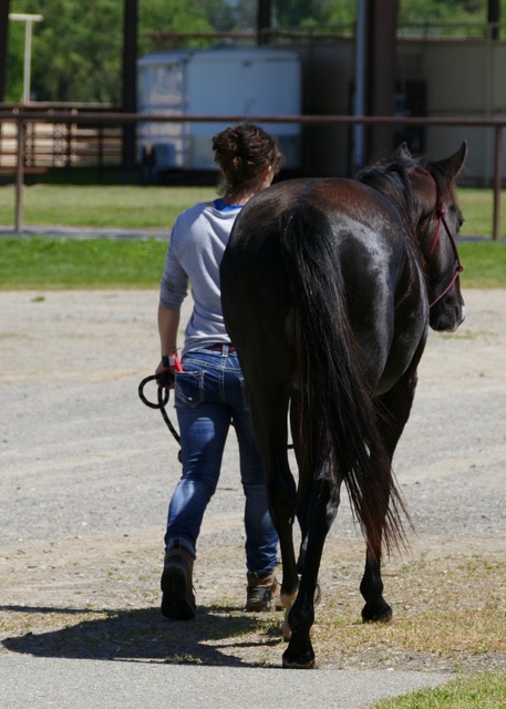 Auburn Equine / AMC Large Animal | 1507 Grass Valley Hwy, Auburn, CA 95603 | Phone: (530) 823-0162