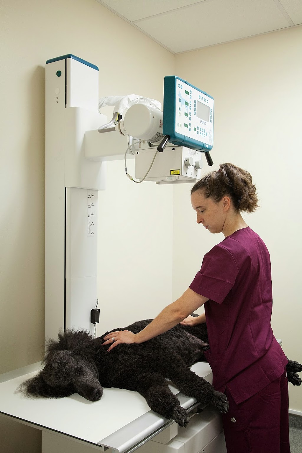 Loyal Family Veterinary Hospital | 677 120th Ave NE #3a, Bellevue, WA 98005, USA | Phone: (425) 201-1908