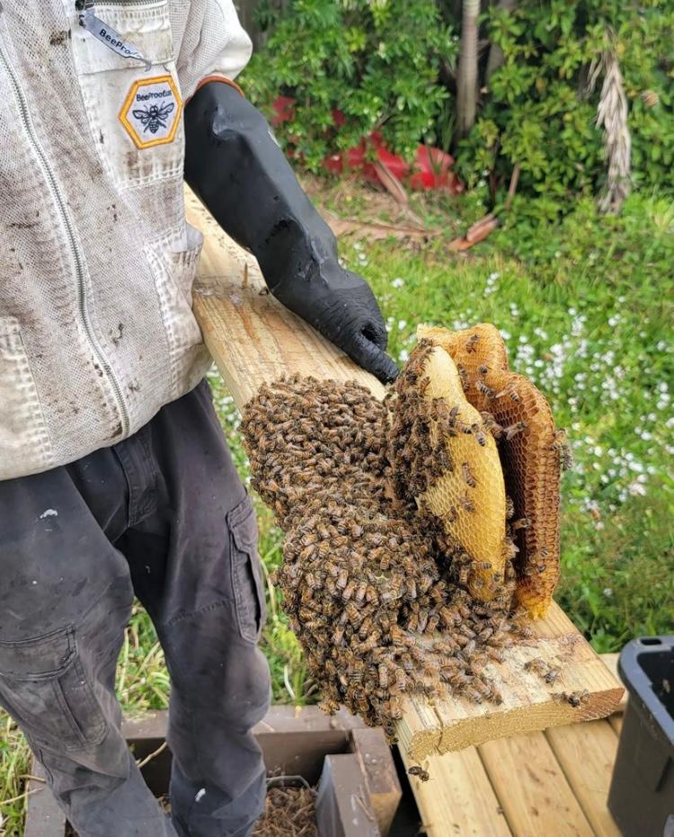 BeeBoyz Inc-Safe Bee Removal | 15371 SW 51st St, Davie, FL 33331, USA | Phone: (954) 483-5533